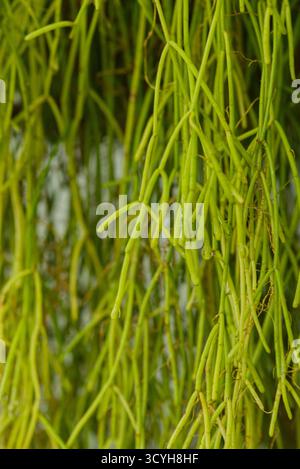 Grner Mistelkaktus "Rhipsalis baccifera" hngt mit weien,  durchscheinenden Beeren. Helles Sonnenlicht, das von der Rckseite  einstrmt Stockfotografie - Alamy