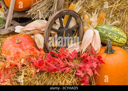 Rustikale Herbstgarnitur mit Kürbissen, Chrysanthemen, Stroh und Mais in einem Holzwagen, symbolisiert Herbsternte und ländliche Tradition. Stockfoto