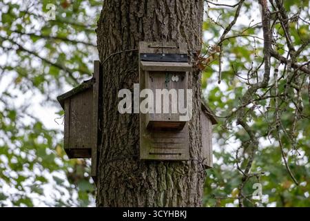 Fledermausnistkästen, die an einem Baum in den Wäldern in St Ives bei Bingley, West Yorkshire, befestigt sind, mit einem Hintergrund in Herbstfarbe Stockfoto