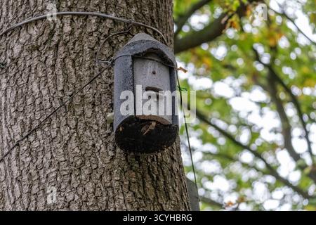 Fledermausnistkästen, die an einem Baum in den Wäldern in St Ives bei Bingley, West Yorkshire, befestigt sind, mit einem Hintergrund in Herbstfarbe Stockfoto