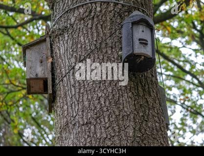 Fledermausnistkästen, die an einem Baum in den Wäldern in St Ives bei Bingley, West Yorkshire, befestigt sind, mit einem Hintergrund in Herbstfarbe Stockfoto