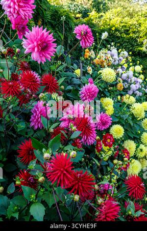 Dalias in Garden Border, England, Großbritannien Stockfoto