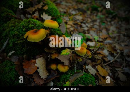 Hypolome wachsen auf einem Baumstumpf, gelbe Pilze Makro, Moos und tote Blätter, stimmungsvolle automatische Waldlandschaft Stockfoto
