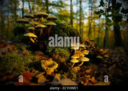 Hypolome wachsen auf einem Baumstumpf, gelbe Pilze aus nächster Nähe, stimmungsvolle Automatenwälder Stockfoto
