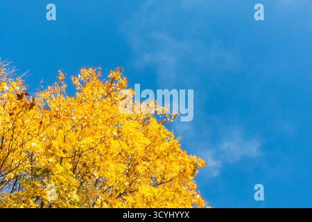 Leuchtendes goldenes Herbstlaub vor strahlend blauem Himmel an sonnigem Tag Stockfoto