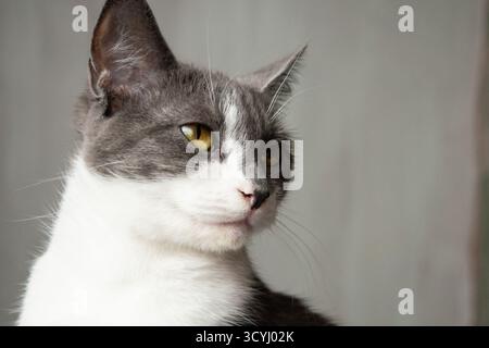 Nahporträt einer grauen und weißen Hauskatze mit goldenen Augen Stockfoto