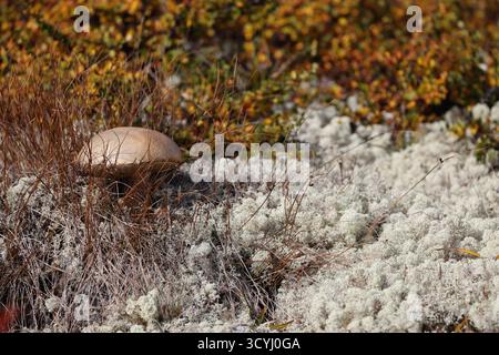 Herbstlandschaft im Dovrefjell-Nationalpark, Norwegen Stockfoto