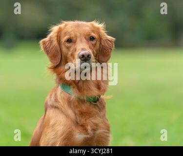 Golden Retriever-Porträt Stockfoto