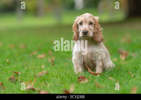 Englischer Cocker Spaniel Hündchen sitzt im Gras Stockfoto