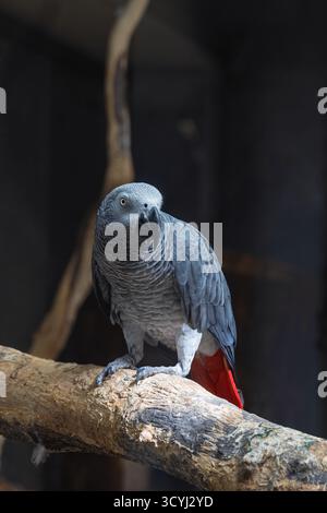 Graupapagei (Psittacus erithacus) im Zoo von Oradea in Rumänien Stockfoto