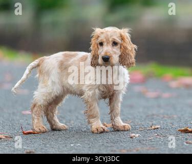 English Cocker Spaniel Stockfoto