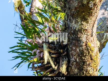 Rosa Zahnbürste Orchid (Dendrobium secundum) in voller Blüte auf einem Baum. Timor, Indonesien. Stockfoto