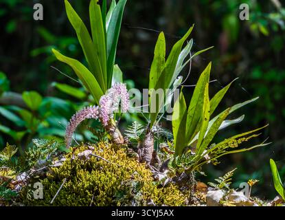 Rosa Zahnbürste Orchid (Dendrobium secundum) in voller Blüte auf einem Baum. Timor, Indonesien. Stockfoto