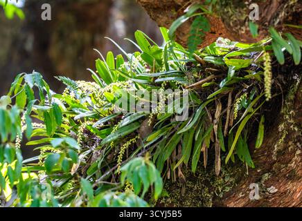 Bulbophyllum-Orchideen in voller Blüte auf einem Baum. Timor, Indonesien. Stockfoto