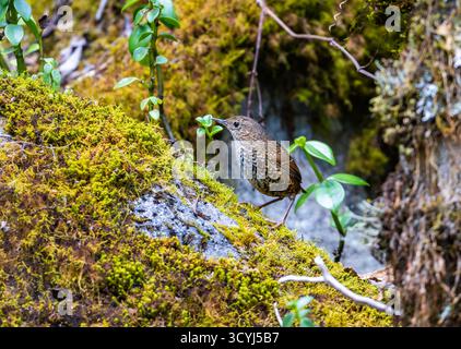 Eine Pygmy Cupwing (Pnoepyga pusilla), die auf einem moosbedeckten Felsen steht. Timor, Indonesien. Stockfoto