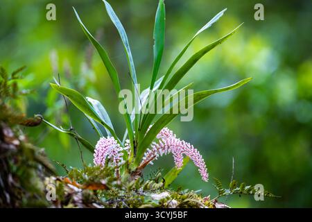 Rosa Zahnbürste Orchid (Dendrobium secundum) in voller Blüte auf einem Baum. Timor, Indonesien. Stockfoto