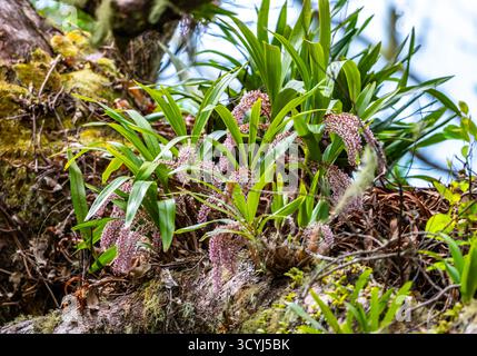 Rosa Zahnbürste Orchid (Dendrobium secundum) in voller Blüte auf einem Baum. Timor, Indonesien. Stockfoto