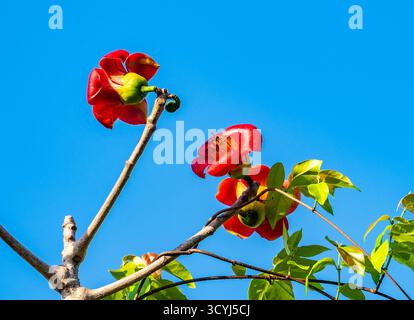 Wunderschöne rote Blumen von Red Silk Cotton Tree (Bombax ceiba). Timor, Indonesien. Stockfoto