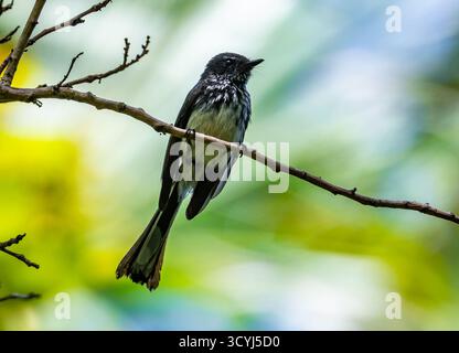 Ein Nordfantail (Rhipidura rufiventris), der auf einem Ast thront. Rote, Indonesien. Stockfoto