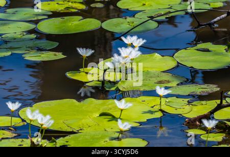 Wasser-Schneeflocke (Nymphoides indica) mit weißen Blüten in einem Teich. Rote, Indonesien. Stockfoto