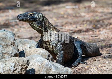 Komodo-Drache (Varanus komodoensis), die größte Echse der Welt. Komodo-Nationalpark, Komodo, Indonesien. Stockfoto