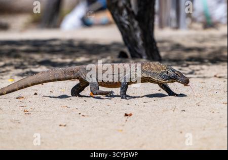 Komodo-Drache (Varanus komodoensis), die größte Echse der Welt. Komodo-Nationalpark, Komodo, Indonesien. Stockfoto