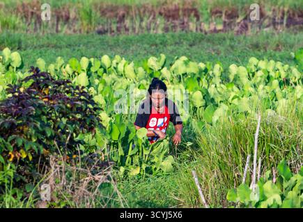 Eine indonesische Frau, die auf der Jagd ist. Flores, Indonesien. Stockfoto