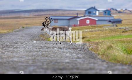 Das junge Rentier, Rangifer tarandus, überquert die Straße am Stadtrand von Longyearbyen, Svalbard. Das farbenfrohe und traditionelle Haus der Region kann Stockfoto