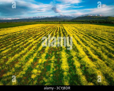 Aus der Vogelperspektive über Reihen von hellgelben Blumen auf einem Feld, die sich zum Horizont hin erstrecken und die Tian Shan-Bergkette sichtbar machen Stockfoto