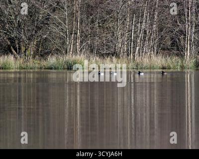 Tufted Ente (Aythya fuligula) Gruppe schwimmt mit Birkenbäumen im Wasser um sie herum, Woorgreens Lake Nature Reserve, Forest of Dean, Januar. Stockfoto