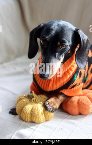 Dackel in einem warmen Halloween-Pullover mit einem gestrickten Kürbisspielzeug Stockfoto