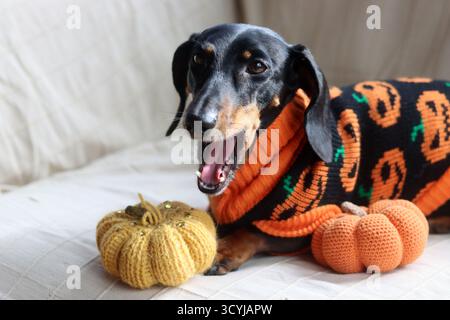 Dackel in einem warmen Halloween-Pullover mit einem gestrickten Kürbisspielzeug Stockfoto