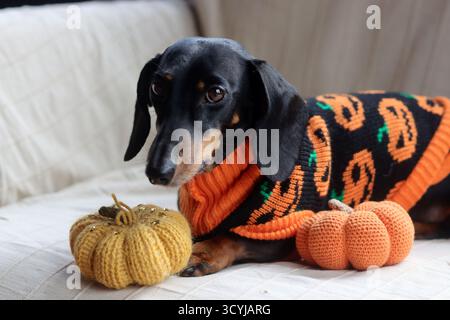 Dackel in einem warmen Halloween-Pullover mit einem gestrickten Kürbisspielzeug Stockfoto