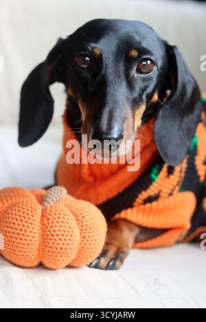 Dackel in einem warmen Halloween-Pullover mit einem gestrickten Kürbisspielzeug Stockfoto