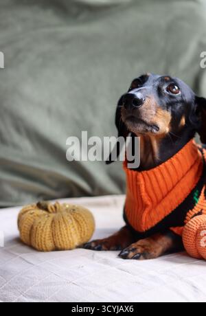 Dackel in einem warmen Halloween-Pullover mit einem gestrickten Kürbisspielzeug Stockfoto