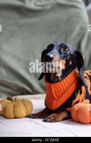 Dackel in einem warmen Halloween-Pullover mit einem gestrickten Kürbisspielzeug Stockfoto