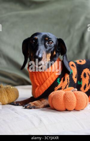 Dackel in einem warmen Halloween-Pullover mit einem gestrickten Kürbisspielzeug Stockfoto