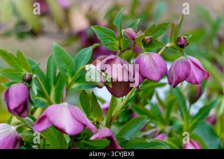 Violette Helleborus-Blumen Blühen Im Frühjahrsgarten Mit Grünem Laub Stockfoto