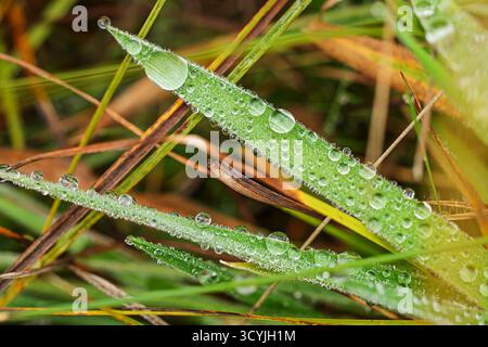 Winzige Tautropfen bedecken die Oberfläche frischer grüner Grashalme, die im weichen Morgenlicht eines frühen Herbsttages wunderschön glitzern Stockfoto