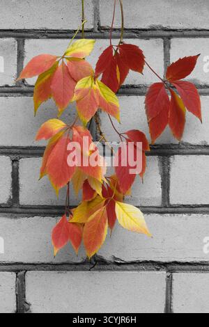 Helle Herbstblätter in Rot, Gelb und Orange auf einer weißen Ziegelwand. Stillleben im Herbst. Stockfoto
