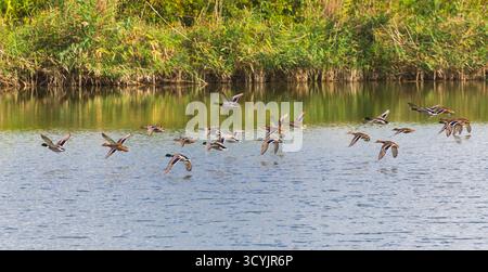 Eine Schar farbenfroher wilder Enten fliegt tief über einem See vor einer Kulisse aus Schilf. Stockfoto