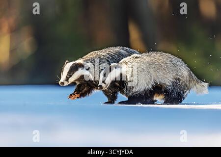 Das alte europäische Dachspärchen (Meles meles) läuft im Schnee Stockfoto