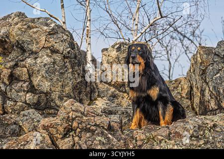 Schwarz-goldener Hovie-Hund hovawart, der auf den Felsen sitzt Stockfoto