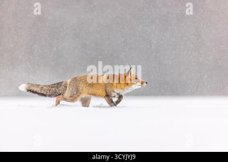 Rotfuchs (Vulpes vulpes) im dichten Schneefall, der nach oben blickt Stockfoto