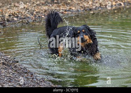Schwarz-goldener Hovie-Hund hovawart im Wasser nach dem Trinken Stockfoto