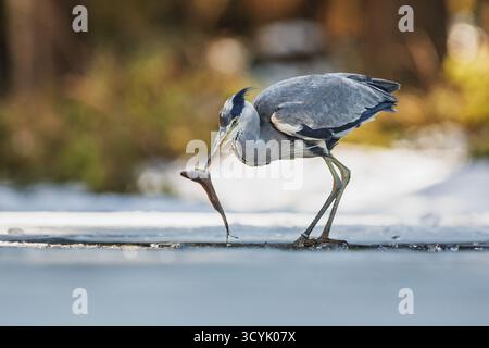 Männlicher Graureiher (Ardea cinerea), der auf einem gefrorenen See fischt Stockfoto