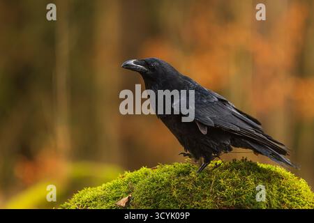 Rabe (Corvus corax) mit orangefarbenem Hintergrund Stockfoto