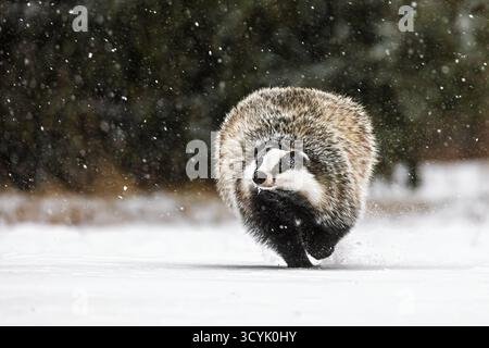 Der alte europäische Dachs (Meles meles) läuft im starken Schneefall davon Stockfoto