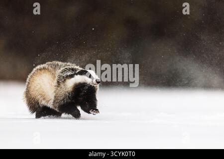 Der alte europäische Dachs (Meles meles) läuft im Schnee Stockfoto