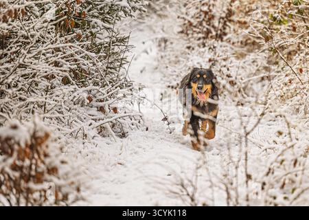 Schwarz-goldener Hovie-Hund hovawart läuft auf einem verschneiten Waldweg Stockfoto